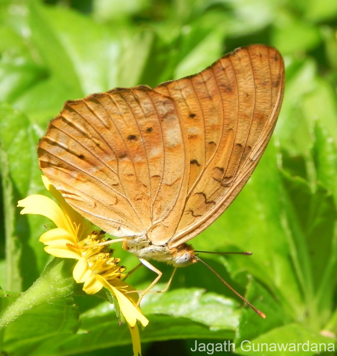 Phalanta phalantha Drury, 1773